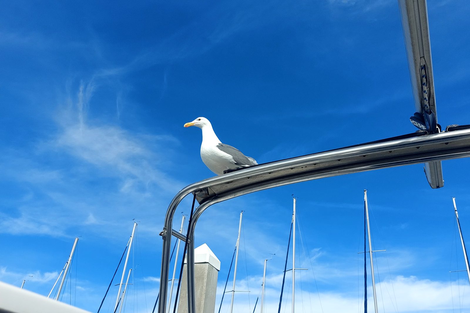 The Hunter 290's stainless arch seen from the cockpit, with a seagull perched on the top rail